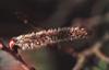 Bach B�vreasp (Aspen)